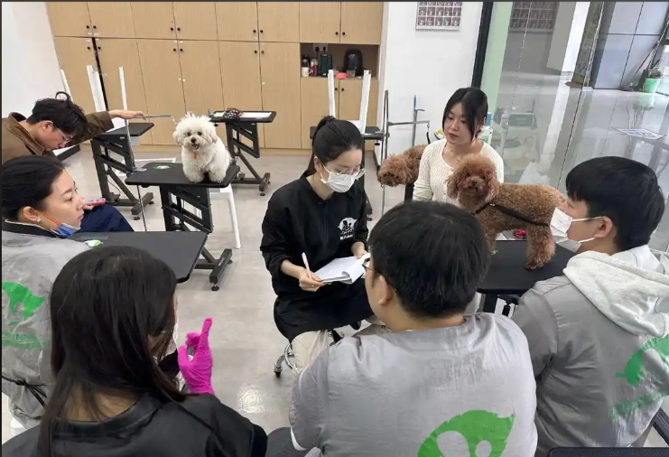 晋城市宠物美容宠物美容培训学校 - 方案